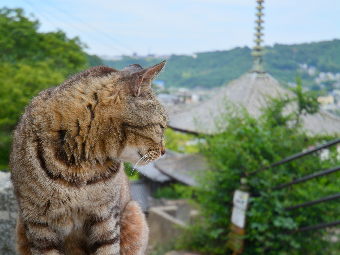 Onomichi_cat